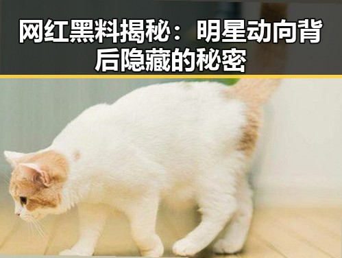 网红黑料揭秘：明星动向背后隐藏的秘密